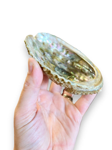 Natural Abalone Shell Smudge Bowl from Faiza Naturals Sold by Le Monkey House