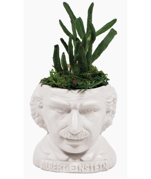 Albert Einstein Ceramic Succulent Planter