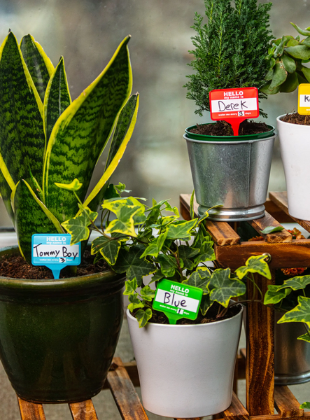 Plant Name Badges for Indoor House plants, dry erase stake signs by Bubblegum Stuff, Sold by Le Monkey House